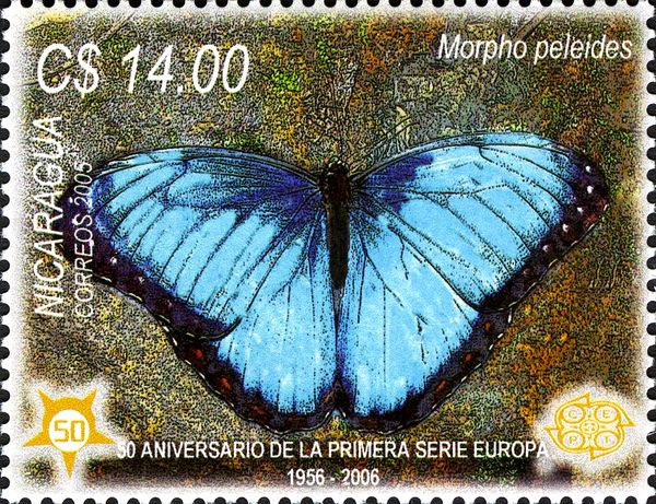 Common Morpho (Morpho peleides)