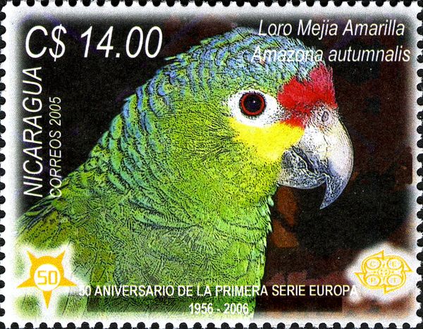 Red-lored Amazon (Amazona autumnalis)