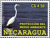 Great Egret (Casmerodius albus)