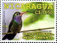 Rufous-tailed Hummingbird (Amazilia tzacatl)