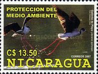 Northern Jacana (Jacana spinosa)