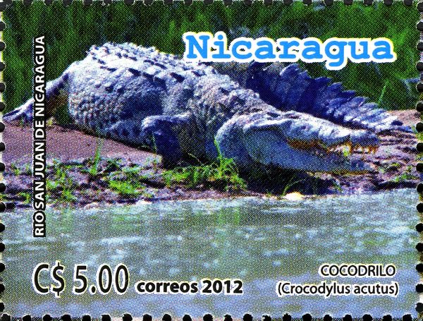 American Crocodyle (Crocodylus acutus)