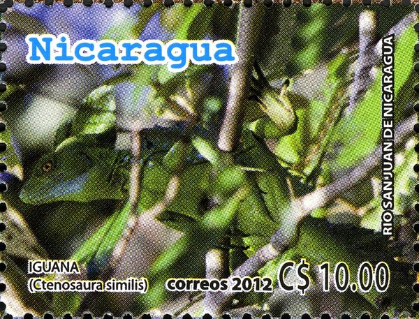 Black Iguana (Ctenosaura similis)