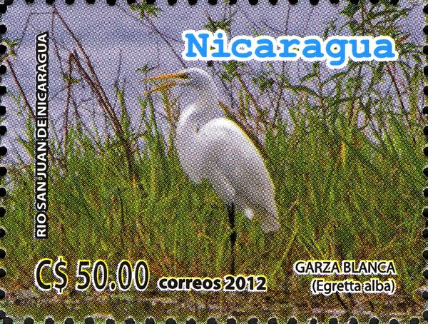 Great Egret (Egretta alba)
