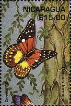 Danaus formosa (African Map Butterfly)