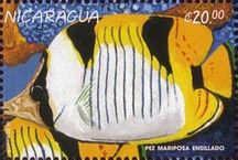 Saddleback butterflyfish