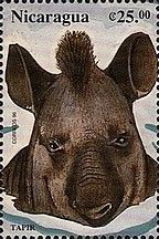 Tapir