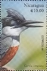 Ringed Kingfisher (Ceryle torquata)