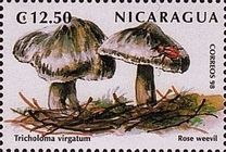 Tricholoma virgatum