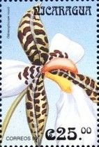 Odontoglossum rossii