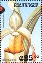 Phragmipedium longifolium
