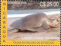 Olive Ridley Sea Turtle (Lepidochelys olivacea)