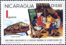 Green Iguana (Iguana iguana), Adults in Education
