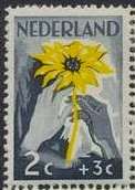 White and brown Hand with Sunflower