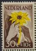 White and brown Hand with Sunflower