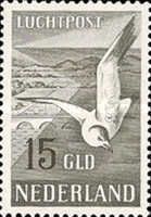 European Herring Gull (Larus argentatus)