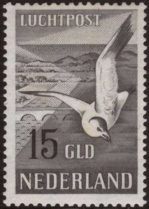 European Herring Gull (Larus argentatus)