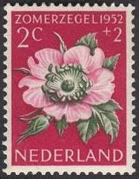 Sweet Briar (Rosa rubiginosa)