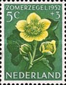 Marsh Marigold (Caltha palustris)