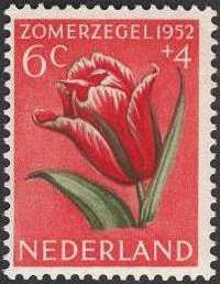 Garden Tulip (Tulipa gesneriana)