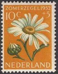 Ox-eye Daisy (Chrysanthemum leucanthemum)
