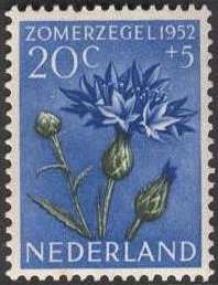 Cornflower (Centaurea cyanus)