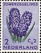 Common Hyacinth (Hyacinthus orientalis)