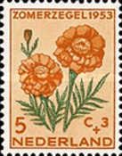 Mexican Marigold (Tagetes erecta)