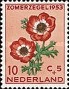Spanish Marigold (Anemone coronaria)