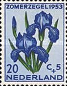 German Iris (Iris germanica)