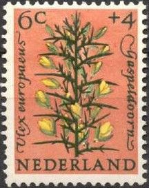 Common Gorse (Ulex europaeus)