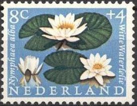 White Water Lily (Nymphaea alba)