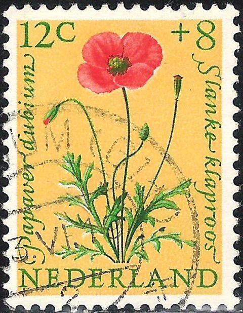 Long-headed Poppy (Papaver dubium)