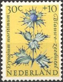Sea Holly (Eryngium maritimum)