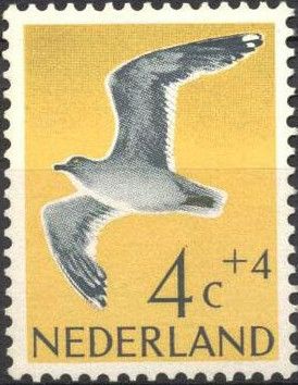 European Herring Gull (Larus argentatus)