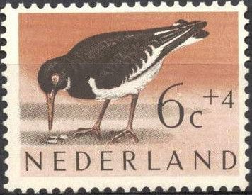 Eurasian Oystercatcher (Haematopus ostralegus)