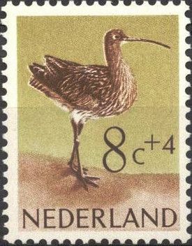 Eurasian Curlew (Numenius arquata)