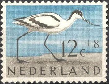 Pied Avocet (Recurvirostra avosetta)