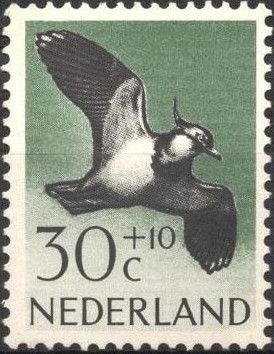 Northern Lapwing (Vanellus vanellus)