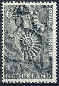 Ammonite Fossil