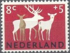 Red Deer (Cervus elaphus)