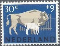 European Bison (Bos bonasus)