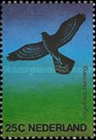 Northern Goshawk (Accipiter gentilis)