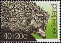 West European Hedgehog (Erinaceus europaeus)