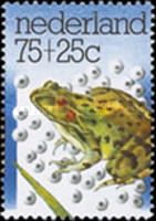 Common Frog (Rana temporaria) amongst Frog Spawn