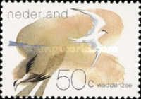 Sandwich Tern and Common Eider
