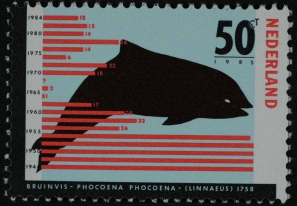 Harbour Porpoise (Phocoena phocoena)