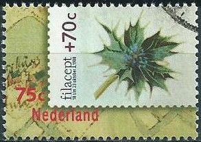 Sea Holly (Eryngium Maritimum)