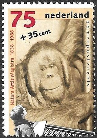 Bornean Orangutan (Pongo pygmaeus)