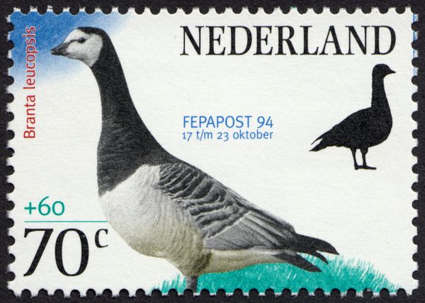Barnacle Goose (Branta leucopsis) - from Sheet